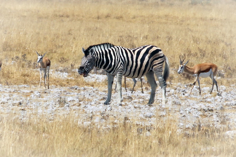 Zebra 1.jpg