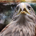 Eagle.jpg