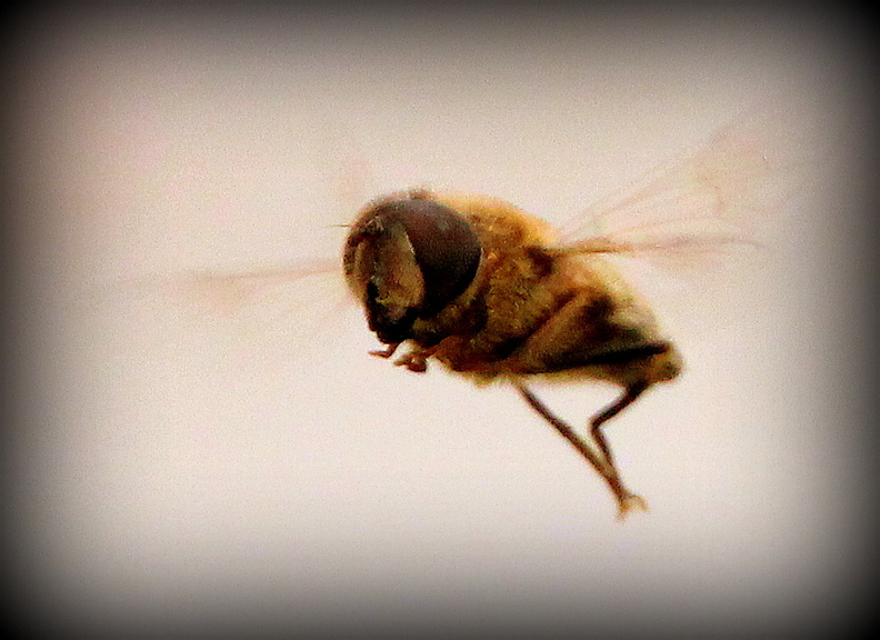Biene im Flug.jpg