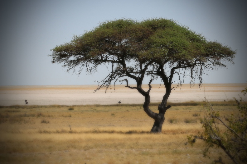 Afrikabaum 1.jpg