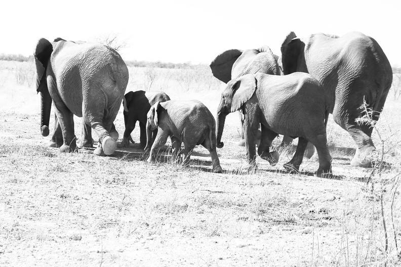 Elefantenherde 4.jpg