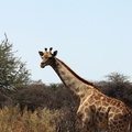Etosha-National-Park Namibia