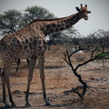 Giraffe 4.jpg