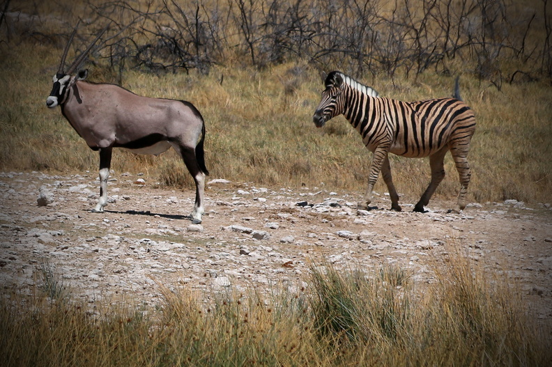 Oryx und Zebra 1.jpg