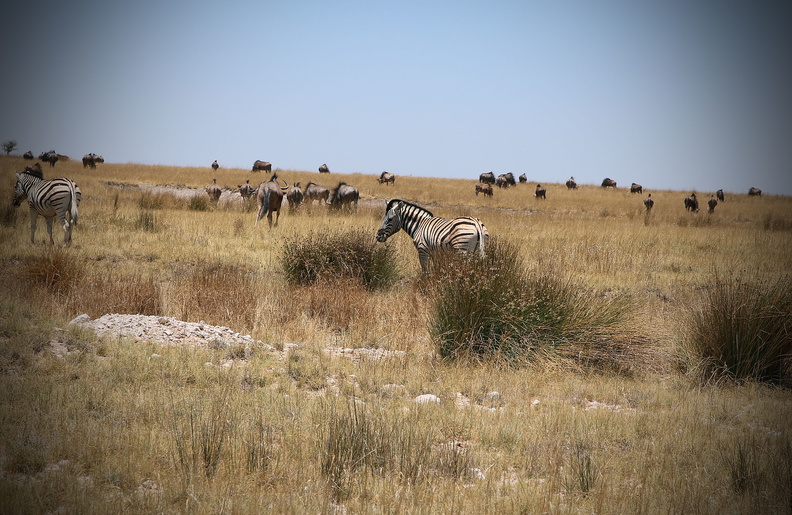 Zebras 3.jpg