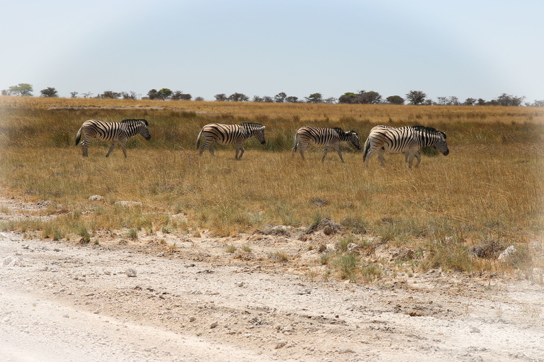 Zebras 5.jpg