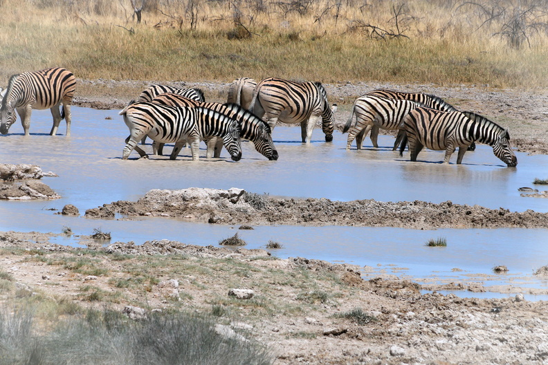 Zebras am Wasserloch 1.jpg