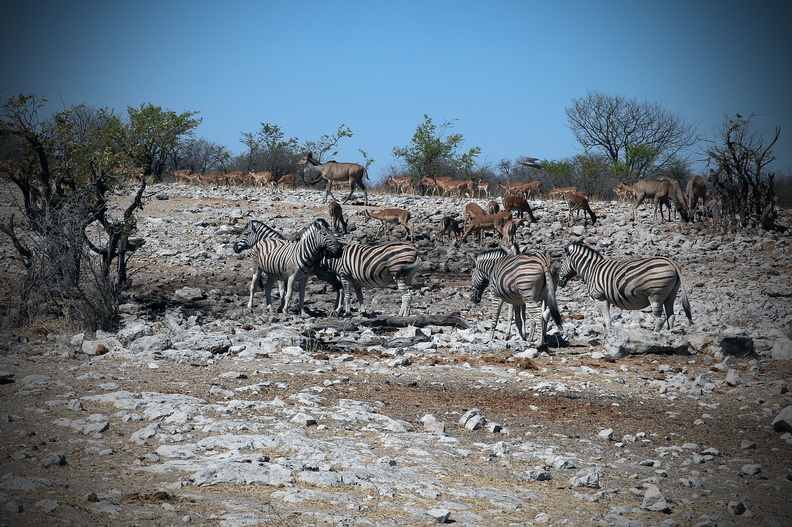 Zebras.jpg